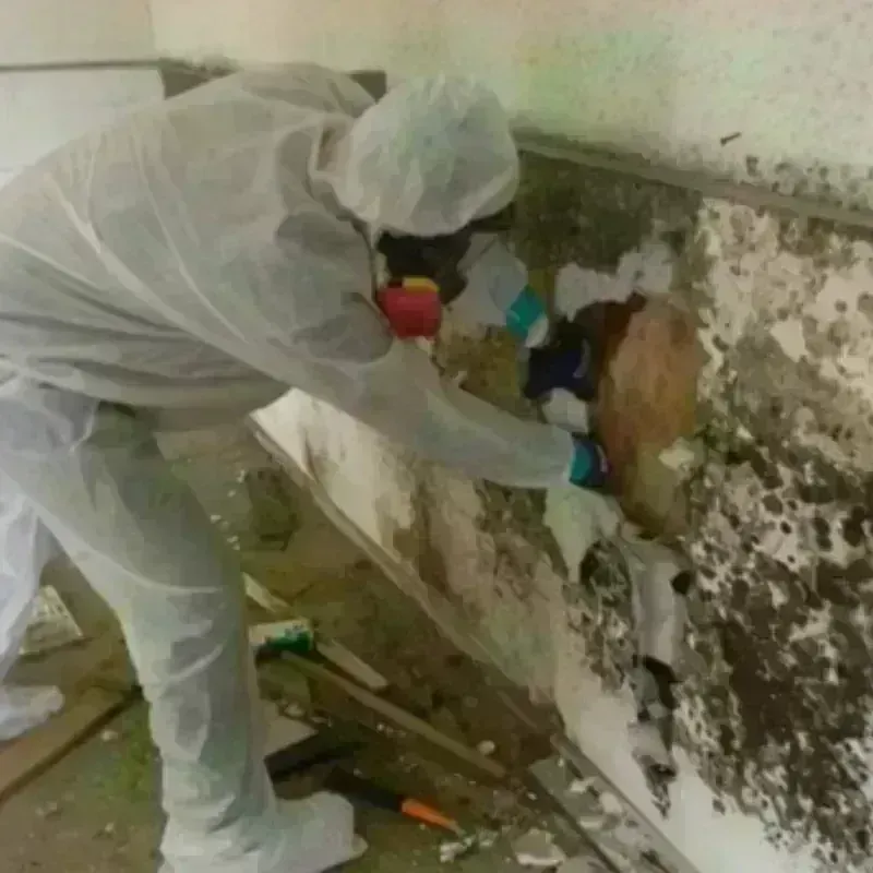 Mold Remediation and Removal in North Wales, PA